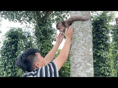 What a surprise! SinSin the monkey was found thanks to a drone.