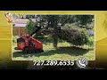We are a tree company specializing in tree trimming and pruning, tree removal, shrub and hedge maintenance, and stump grinding and removal.