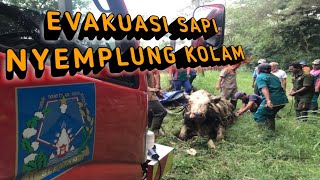 EVAKUASI SAPI NYEMPLUNG KOLAM LIMBAH (LETONG) DI UPT. PERTANIAN KALIURANG || #607