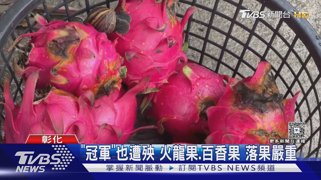 冠軍火龍果慘淹大腿深!網訂3萬顆泡湯 農損估計達八成