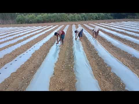 Mulching paper hole making #rvnsfarming