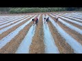 Mulching Paper Hole Making Rvnsfarming