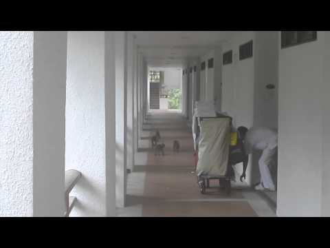 Monkeys Having a Party at The Andaman Hotel in Langkawi