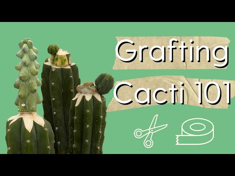 Grafting Cacti 101┃ How to Graft a San Pedro Cactus