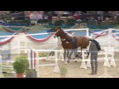 Die Verbandshengste 2020 - Keaton v. Kannan-Contendro I