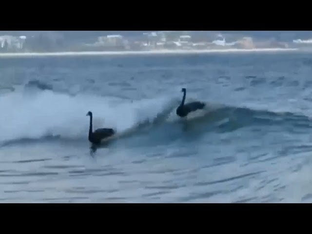 Four black swans spotted surfing in Australia [Full HD Clip]