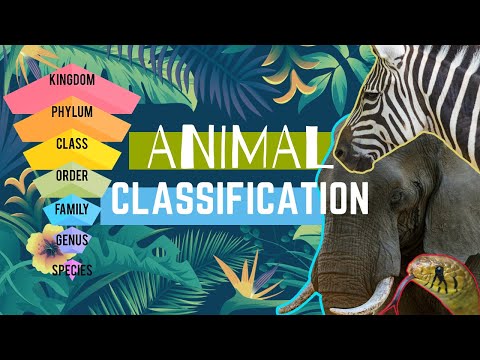 Animal Types || Animal Classification || Animal Groups 🌎🐘🦩🐠🐍🦎🐌