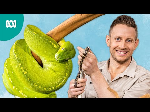 Learning About Animals With Ben Dessen | Play School
