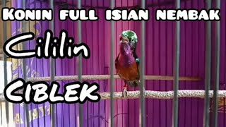 Download lagu Kolibri ninja gacor isian cililin, ciblek full nembak mp3