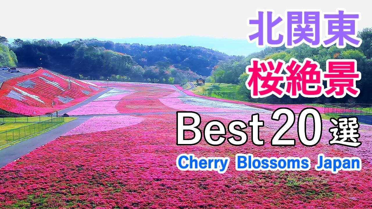 【お花見ガイド】北関東（群馬・栃木・茨城）の桜絶景ベスト20選！/ 太平山・かみね公園・桜山公園など / Best 20 Sakura Spots in North Kanto, Japan