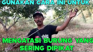 Download lagu CARA PALING MUDAH DAN SIMPEL, UNTUK MEMIKAT BURUNG YANG SERING DI PIKAT mp3