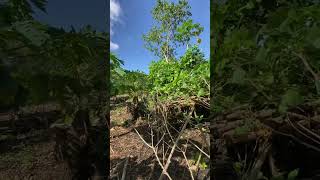 Download lagu #alam #kehidupanprovinsi #kehidupanpedesaan #video pendektrending #video pendek #video pendekviral mp3 Download lagu #alam #kehidupanprovinsi #kehidupanpedesaan #video pendektrending #video pendek #video pendekviral mp3