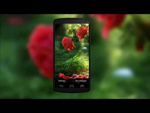 Red Rose Flower Live Wallpaper Video