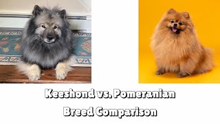 Keeshond vs. Pomeranian: Breed Comparison