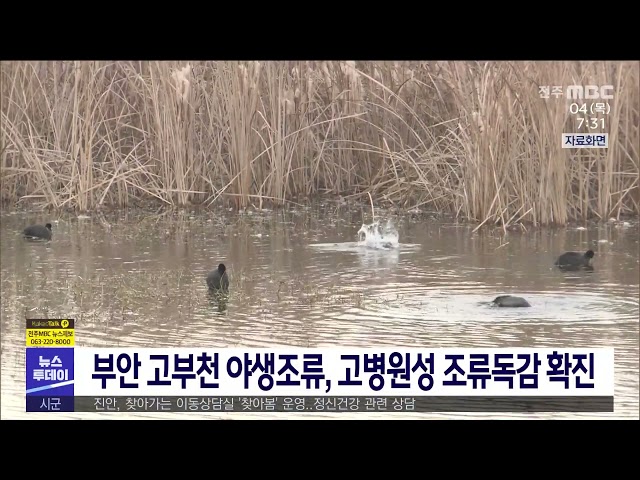 부안 고부천 야생조류, 고병원성 조류독감 확진
