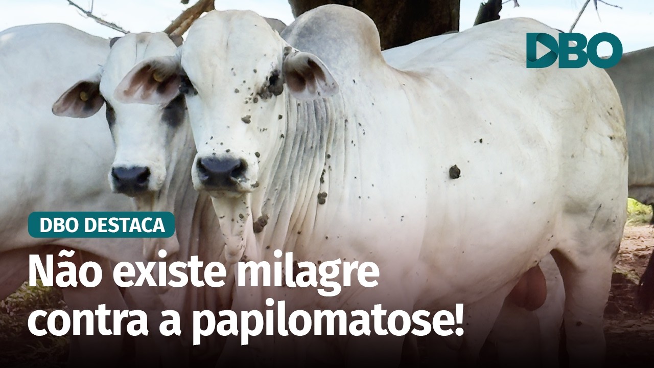 Verrugas no rebanho: o que realmente funciona contra a papilomatose?