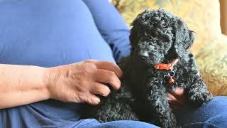 Video preview image #3 Goldendoodle Puppy For Sale in DES PLAINES, IL, USA
