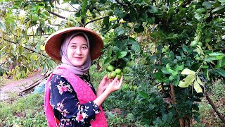 Download lagu Gadis desa cantik | Neng Anggi sedang ngacaprak di kebun | Suasana pedesaan mp3