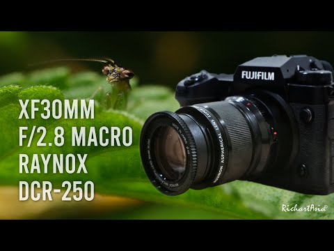 Fujifilm XH2 XF30mm f2.8 Raynox DCR250 Macro Photography