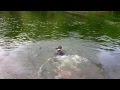 Bella The Pit Loving Water With Shortypop And Rhcp011235