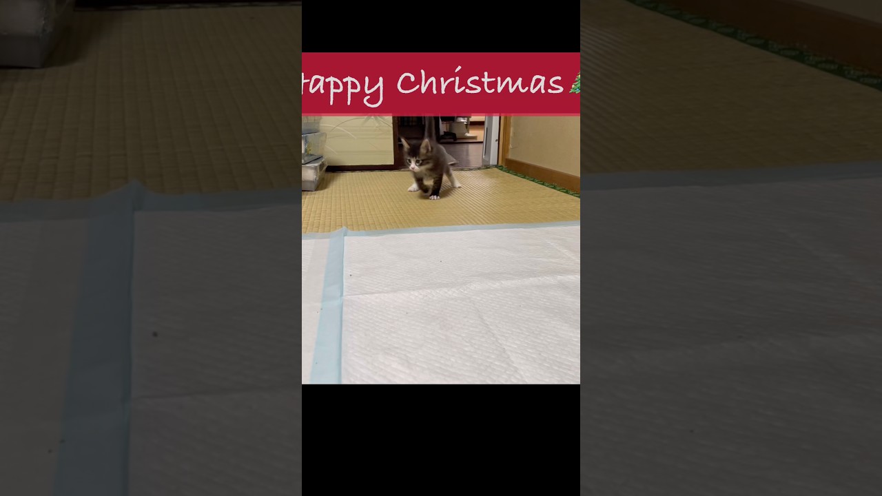 3日遅れのMerry Christmas🎄✨