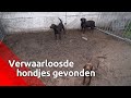 De politie trof in Maarheze 41 honden aan onder erbarmelijke omstandigheden.