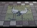 Toyooka Japan Stork Madness