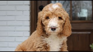 Video preview image #1 Goldendoodle Puppy For Sale in NARVON, PA, USA