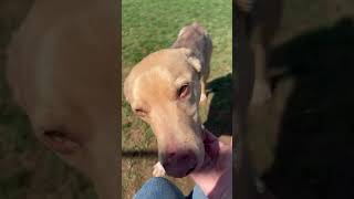 Video preview image #1 Australian Shepherd-Unknown Mix Puppy For Sale in Rootstown, OH, USA