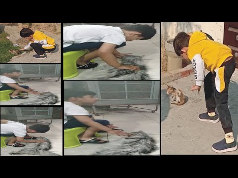 Muhammad Ali Saqib Play with Cats Love Animal only on STN