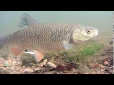 Dyrelivet i River Allen i England