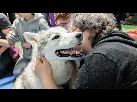 Happy Husky Gets Hugs!  Look at That Dog Smile!