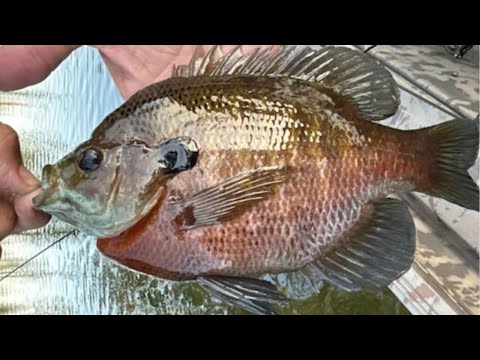 We Couldn't Stop Catching GIANT Bream!