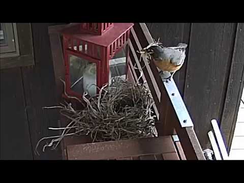 American Robin Female Nesting - 04/17/2020