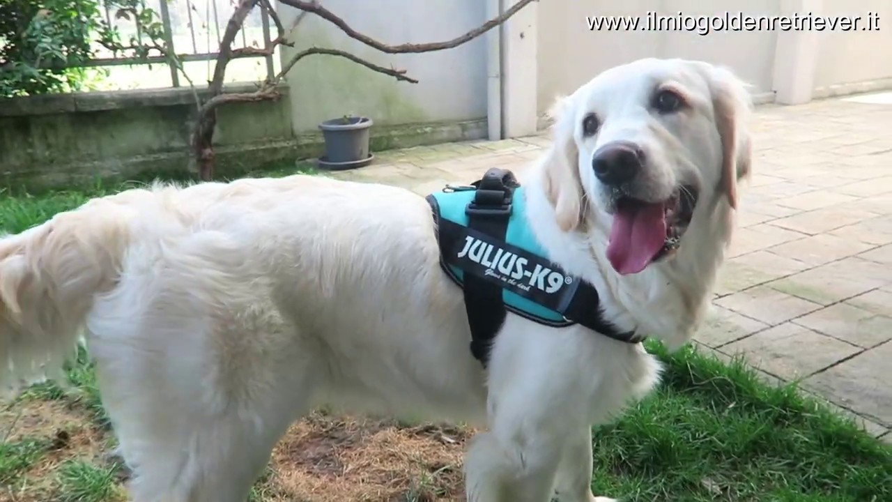 Watch Now Pettorina Julius K9 IDC Power Pettorina Julius K9 IDC Power