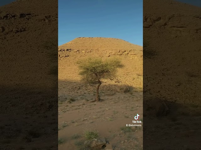 عسل طلح نجدي g500