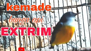 Download lagu kemade bunga api, untuk guru vocal kemade bahan biar cepat gacor mp3 Download lagu kemade bunga api, untuk guru vocal kemade bahan biar cepat gacor mp3