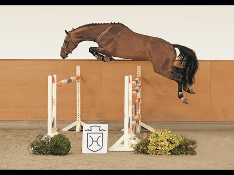 123 | Diamor v. Diamant de Semilly - Lord