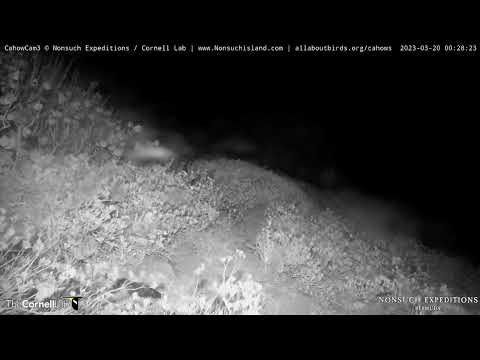 A Busy Night as Bermuda Petrels Interact Outside Burrow 2 | March 20, 2023