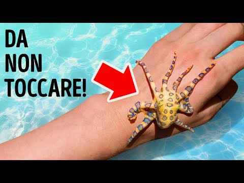 Se Vedi Questo Grazioso Polpo, Non Toccarlo!