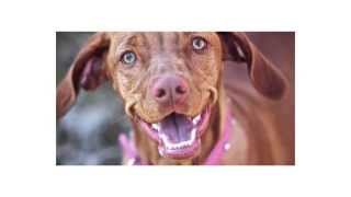 Merkin sem hunda gefa