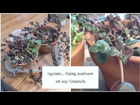 Update on fixing my Crassula Rubra from sunburn (and the A.C. leaked everywhere last night 😐)