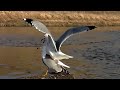 Ring Billed Gulls Spring Mating And Courtship Behavior Crayfish Feeding Frenzy Acrobatic Flying