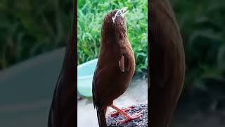 Download lagu wambi/hwamei gacor outdoor mp3