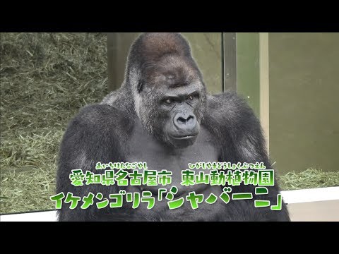 アニア どうぶつくらべっこクイズ！ちからくらべ編【タカラトミーキッズ】 親子で楽しくあんしん | ファミリー | おはなし | 公式 | タカラトミー公式