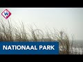 Een nationaal park van Hillegom tot Hoek van Holland: 'Hollandse Duinen moet de nieuwe Veluwe wor...