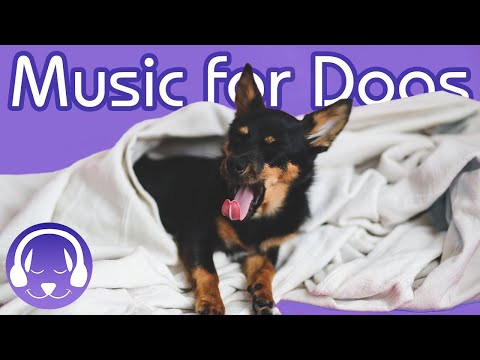 How to Chill My Dog! 15 Hours of Soothing Classical Music for Dogs!