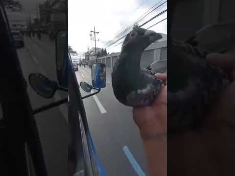 Tossing Pigeon Checkered Part 2, #pigeons #shorts #kalapati