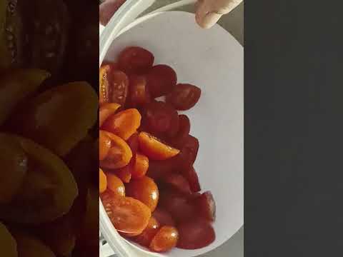 Pasta con pomodoro alla picchi pacchi, un ottimo primo piatto siciliano, semplicemente saporito