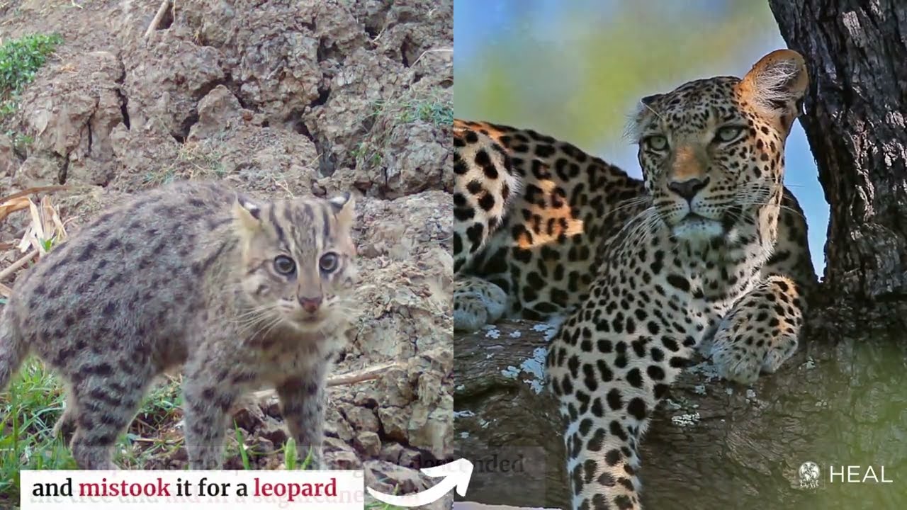 Fishing Cat Rescued and Released in Murshidabad